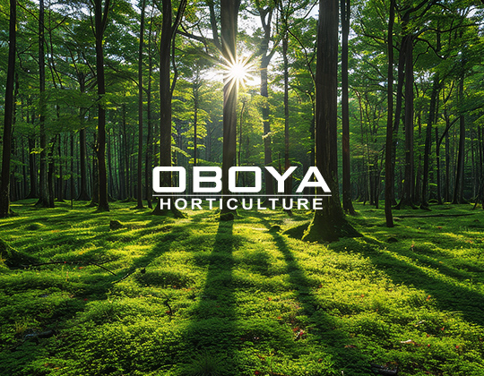 Oboya